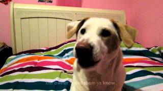 the talking terrier mix ultimate dog tease [upl. by Hillyer]