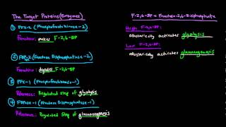 Glucagon Signaling Cascade  GPCR GProtein Coupled Receptor [upl. by Suissac571]