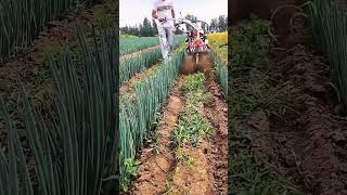 Drainage ditch making process for green onion field [upl. by Hudson]