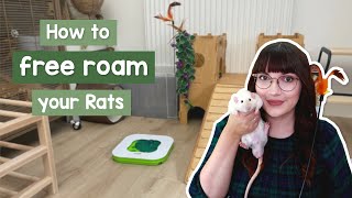 How to free roam your Rats amp Free roam area tour [upl. by Zingg]