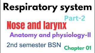 Nose and larynx  Structure and function of Nose and larynx  Chapter 01  Respiratory system [upl. by Ahseikram]