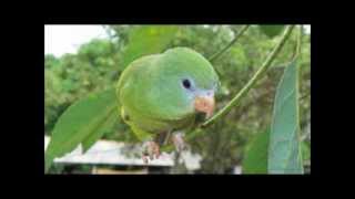 Music For Your Parrotlet Relaxing Calm sounds for your Parrotlet Bird [upl. by Roberson]