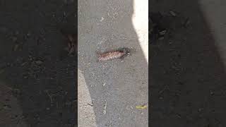 Brown earth worm rare spieces 2024 reels trending youtubeshorts shorts earthworm rare nature [upl. by Emlin233]