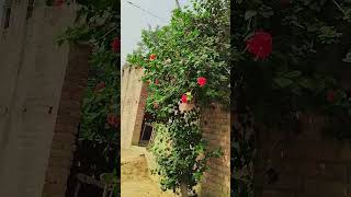 Bhavare ne khilya phul le gaya song hindisong [upl. by Cumine]