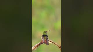 Hummingbird [upl. by Barolet]