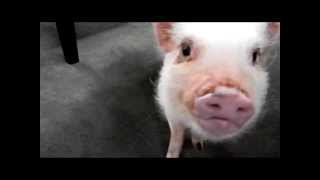 Mini Pig Oinking Sounds [upl. by Borchert152]