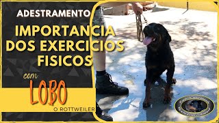 Conquistando confiança atraves da rotina  LOBO  Rottweiler [upl. by Gati687]