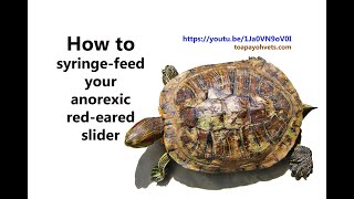 Snapping Turtle  Red eared Slider Eating Live Bullfrog 【 live feeding 】 [upl. by Kathlin820]