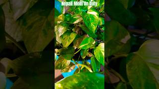 Money plant care tips [upl. by Blasius]