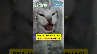 Tanda Kucingmu Sedang Sakit yang Wajib Kamu Tahu 🐱catcute cat [upl. by Tamar]