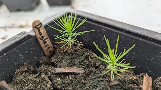 Growing Douglas Fir From Seed [upl. by Zucker]