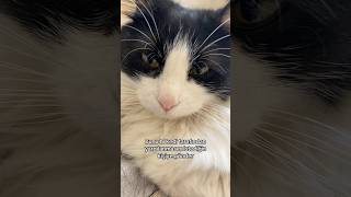 Hmms… kedivideoları cat catlover kediaski cute catshorts funny kediseverler [upl. by Ailaro240]