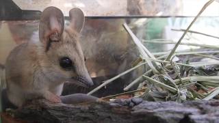 Fat tailed Dunnart [upl. by Nrubloc625]