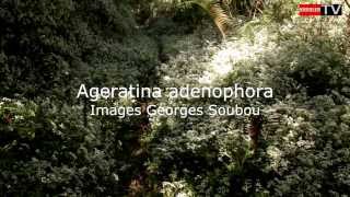 Ageratina adenophora [upl. by Eltrym762]