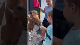 How to hand feed a horse shorts horse funnyanimal barnlife [upl. by Niltiac]