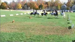 Six Horse Quadrille by the Meridian EquiDance Company [upl. by Ruella705]