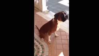 Ragazzo napoletano parla con il cane il cane risponde  Ettore [upl. by Kcirderfla]