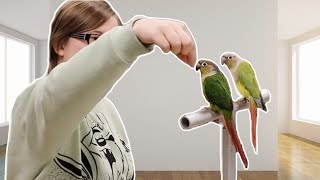 How to Handle Conure Parrots Training Two Birds at One Time [upl. by Natsrik]