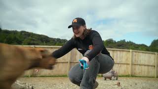 Country Retreat Animal Sanctuary Dog Shelter  Mitre 10 Helping Hands [upl. by Eicyac]