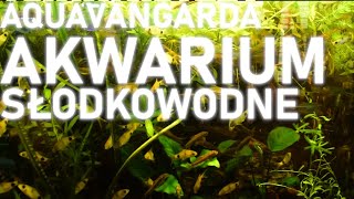 Aquavangarda Akwarium słodkowodne [upl. by Ruelu]