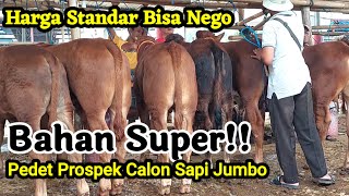 Bahan Super‼️ Harga Standar Bisa Nego Pedetan PROSPEK Calon Sapi Jumbo [upl. by Tilda]