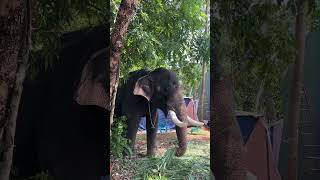 Erattupetta ayyappan guruvayoor elephant ulsavam ulsavammedia [upl. by Haiel]