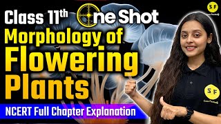 MORPHOLOGY OF FLOWERING PLANTS One Shot  Class 11th Biology NCERT Full Explanation with Sonam Maam [upl. by Sacttler848]