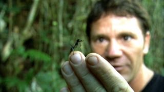 Worlds Biggest Ant  Bullet Ant  Deadly 60  BBC Earth [upl. by Lilla940]