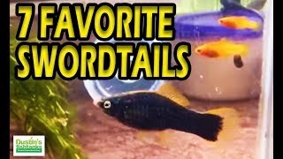 My FAVORITE AQUARIUM FISH 7 TYPES of Platies Swordtail Fish [upl. by Donna]