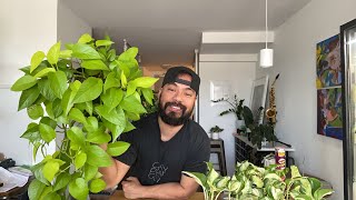 Repotting Pothos  Live QampA [upl. by Timothy]