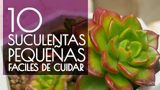 10 SUCULENTAS PEQUEÑAS FÁCIL DE CUIDAR [upl. by Melesa]