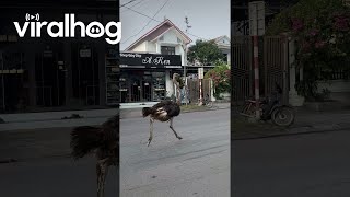 Ostrich Runs With Traffic  ViralHog [upl. by Morton]