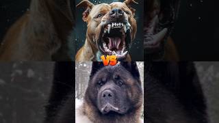 Bull dog VS Wolf dog  Kangal VS Doberman [upl. by Fulton]