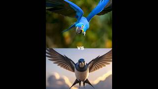 Hyacinth macaw vs swallow vs  Eagle snow owl owl vampire bat pigeon [upl. by Ayle]