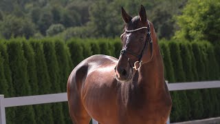 Flake x Connery 2014 Dressage Horse for Sale [upl. by Greggory539]