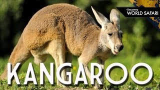 Kangaroos Can Jump 30 Feet High [upl. by Niraj]