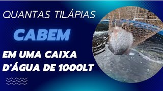 A verdade sobre quantas tilápias cabem em uma caixa dágua de 1000 litros [upl. by Nnaeitak]