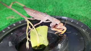 Brown praying mantis eating a giant fly and bee 🐝  Insect Life TV 045 [upl. by Aldwon]