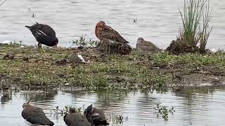 Waders at RSPB Rainham Marshes 210723 [upl. by Ellicott]