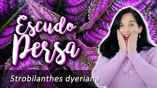 Escudopersa – Strobilanthes dyeriana [upl. by Ahseet]