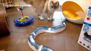 Ragdoll Cats Receive Catit Senses Interactive Cat Toys  ラグドール  Floppycats [upl. by Ferretti973]