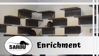 5 Rat Enrichment Ideas for Free Roam Time [upl. by Rotce]