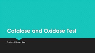 Catalase and Oxidase Test [upl. by Ysabel]