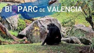 🇪🇸 Bioparc de Valencia  Spain Walking Tour 4K [upl. by Emile]