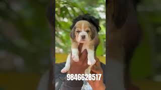 Beagle puppies for sale in 📍Kerala 📞9846628517 shorts [upl. by Eiramyllek810]