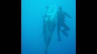 Spearfishing Bluefin tuna 282kg 6217pounds [upl. by Einnad888]