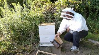 Performing an ApiGuard Varroa Mite Treatment [upl. by Slein]