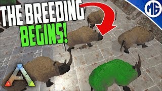 THE BREEDING BEGINS 5 man Ragnarok PvP  Ark Survival Evolved [upl. by Ellinet]