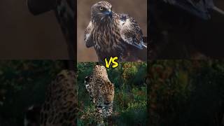 Cheetah Vs Falcon Speed Challenge 😱🔥who will win facts shorts cheetah falcon shortsvideo [upl. by Thorr312]