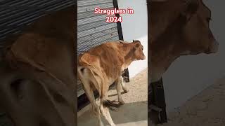 Stragglers in 2024 punjabisong rap minivloging trendingvideo [upl. by Llyrehc963]